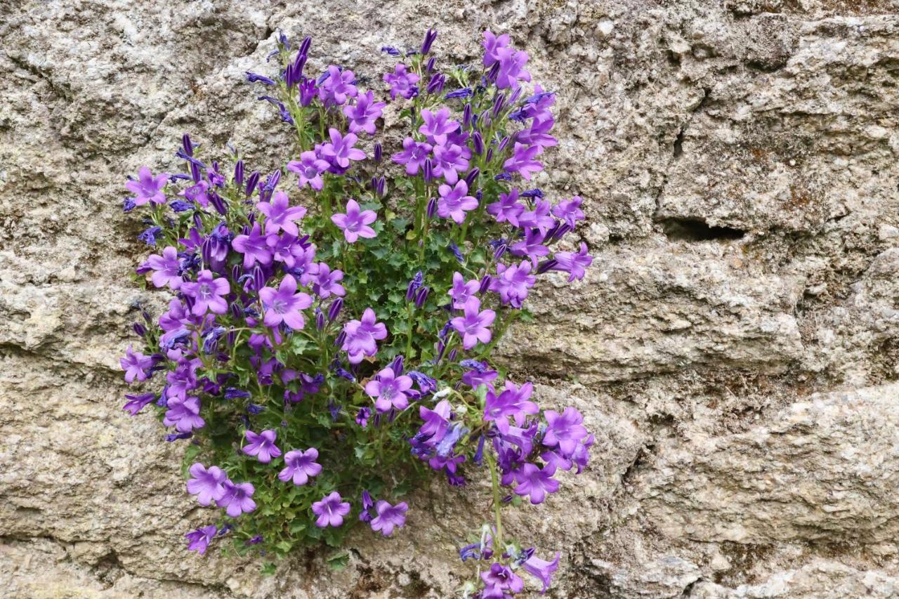 L'atelier et sa terrasse Leilighet Pontivy Eksteriør bilde
